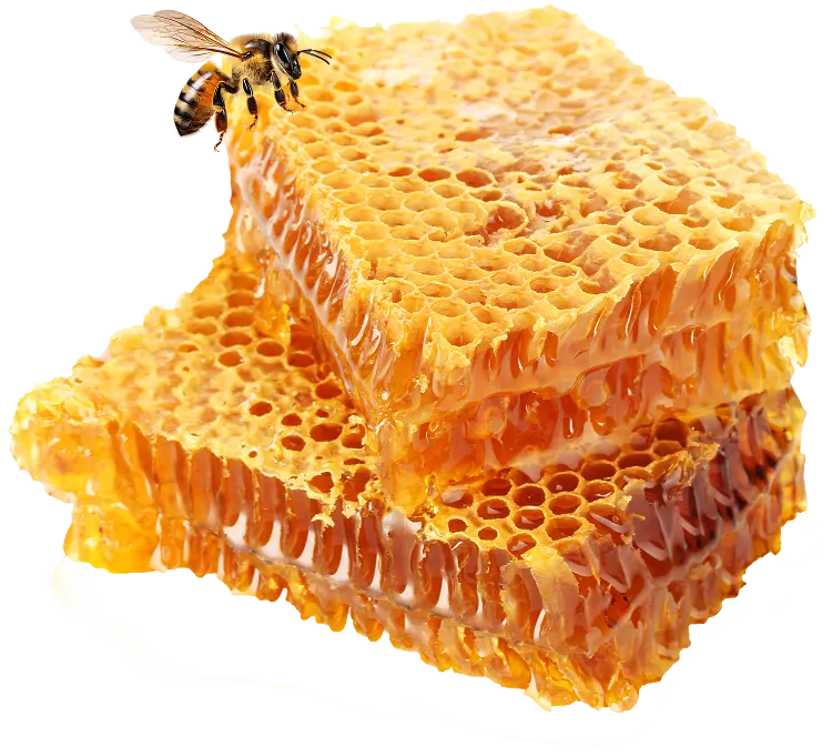 b1